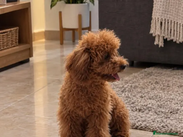 Caniche Toy perros Caniche Toy - Anuncio 2