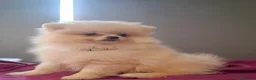 Pomerania perros en venta: POMERANIA - Anuncio 1