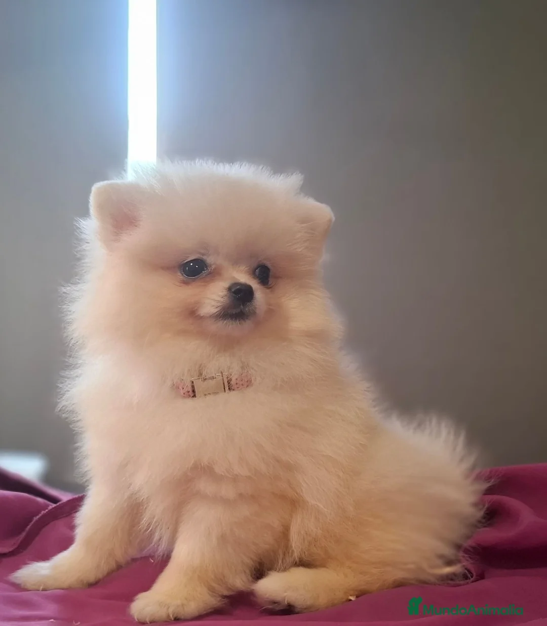 Pomerania perros en venta: POMERANIA - Anuncio 1