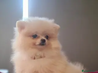 Pomerania perros POMERANIA - Anuncio 1