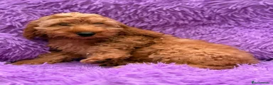 Cockapoo 1