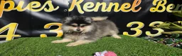 Pomsky perros en venta: Pomsky color husky  - Anuncio 2