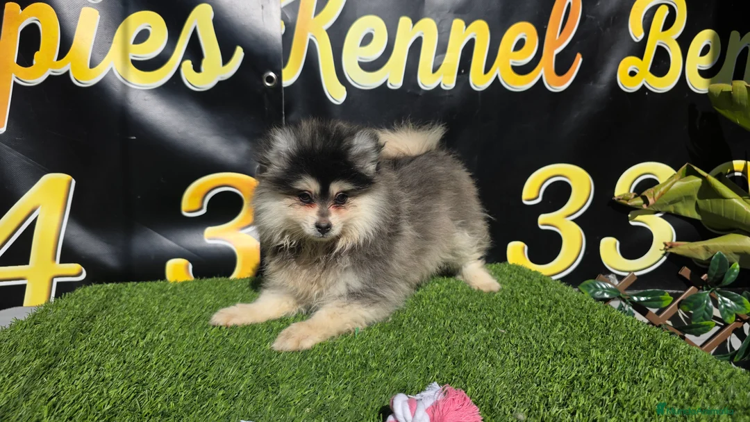 Pomsky perros en venta: Pomsky color husky  - Anuncio 2