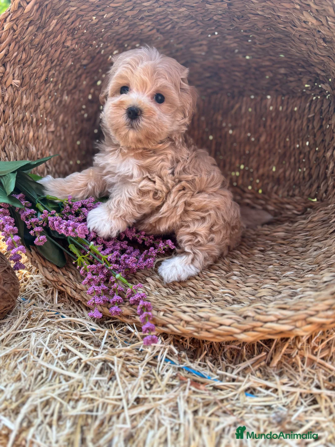 Maltipoo perros en venta: Maltipoo  - Anuncio 10