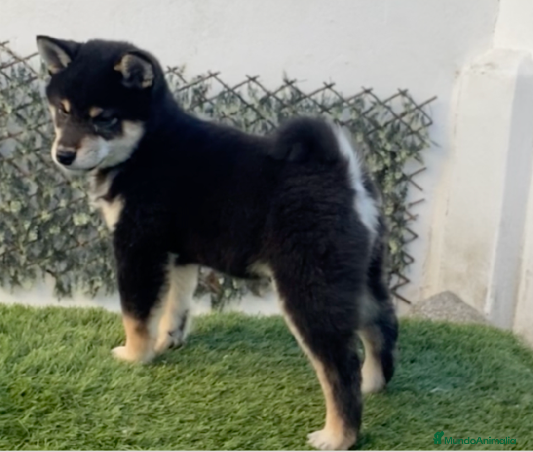 Shiba Inu perros en venta: CRIADERO  SELECCION SHIBA INU, CACHORROS - Anuncio 2