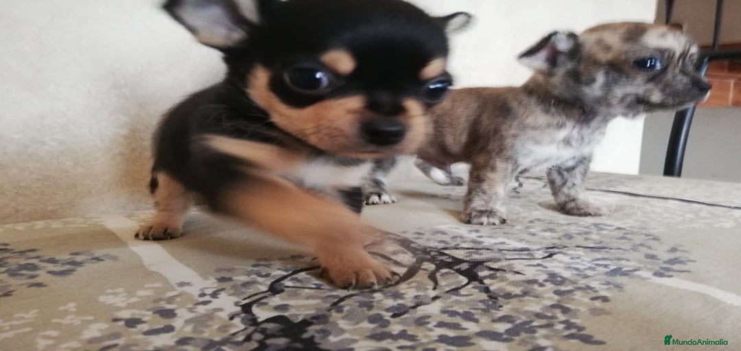 Imagen de galería {{count}}