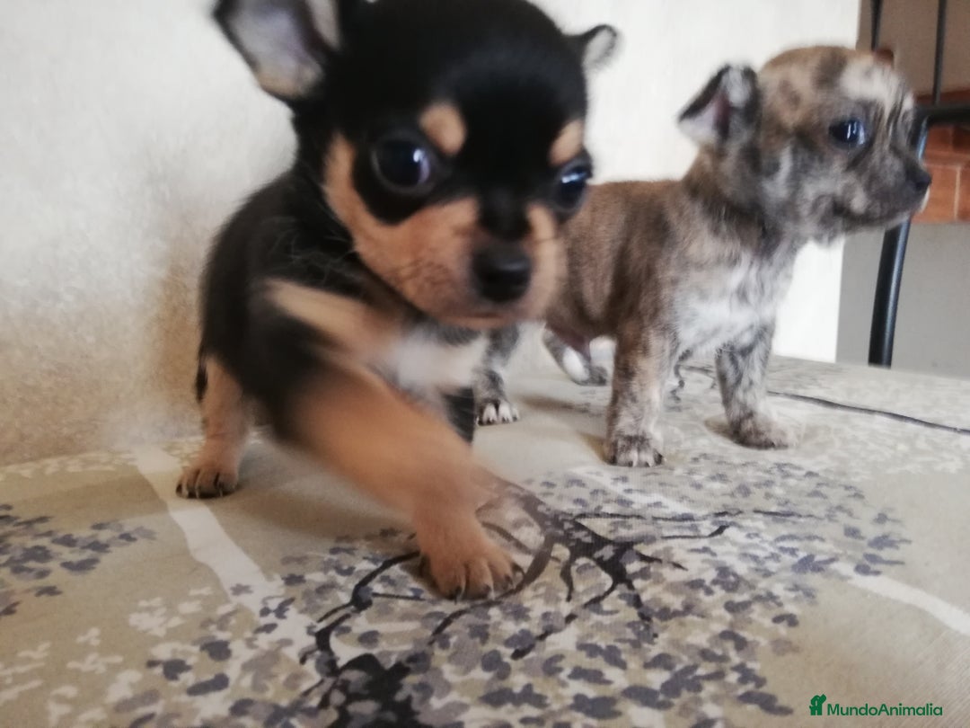 Imagen de galería {{count}}