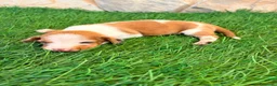 Teckel Miniatura perros en venta: Teckel miniatura bicolor  - Anuncio 15