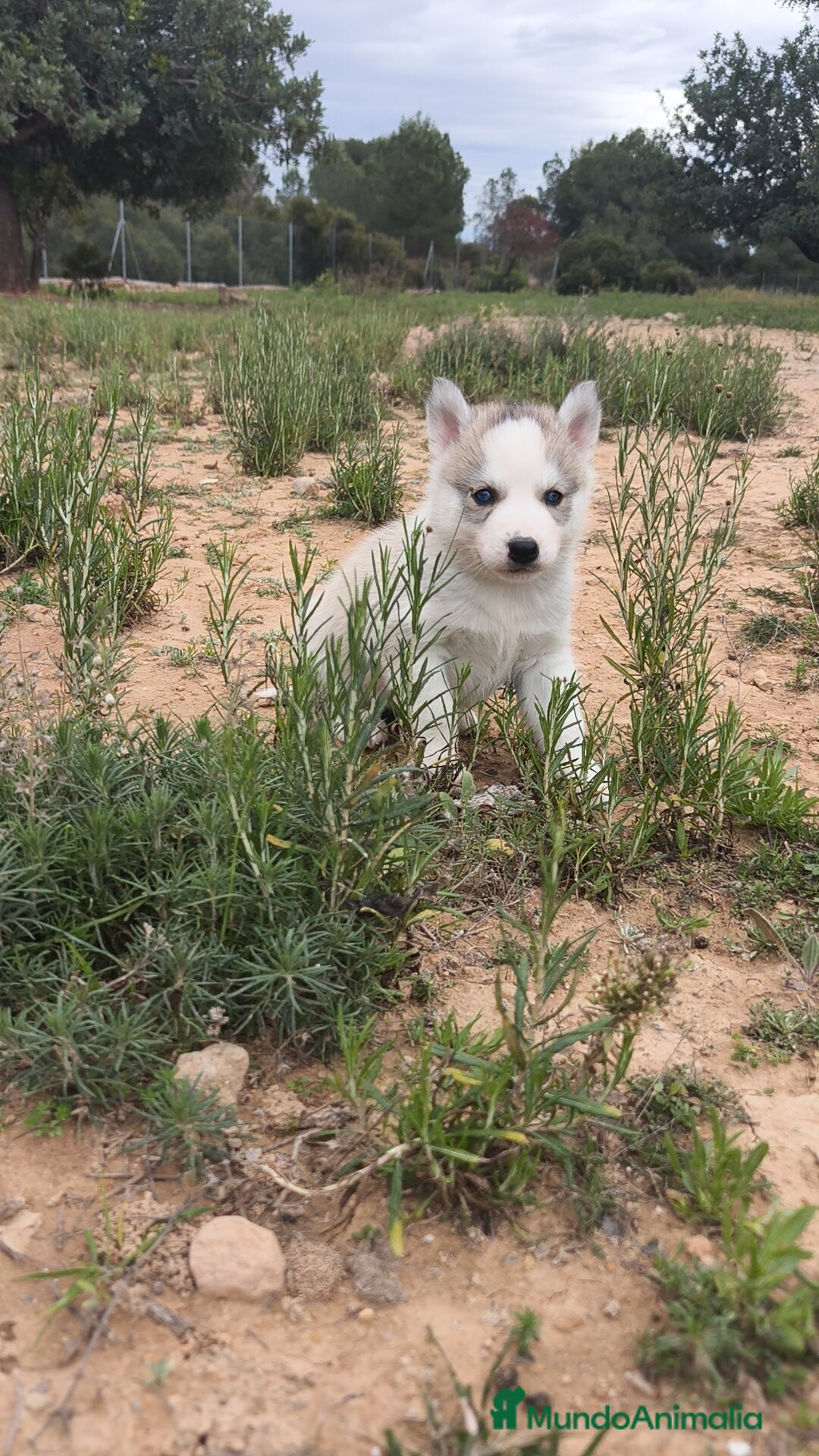 Husky Siberiano perros en venta: Husky SIBERIANO disponibles  - Anuncio 12