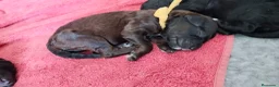 Caniche Gigante perros en venta: Cachorros de caniche gigante - Anuncio 6