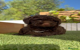 Perro de Agua Español perros en venta: PERRO DE AGUA HEMBRA - Imagen 10