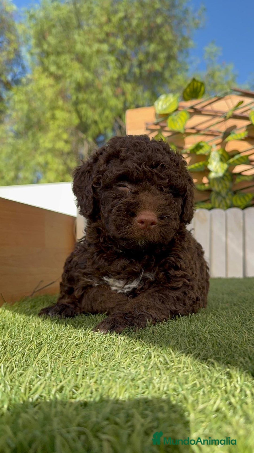 Perro de Agua Español perros en venta: PERRO DE AGUA HEMBRA - Imagen 10
