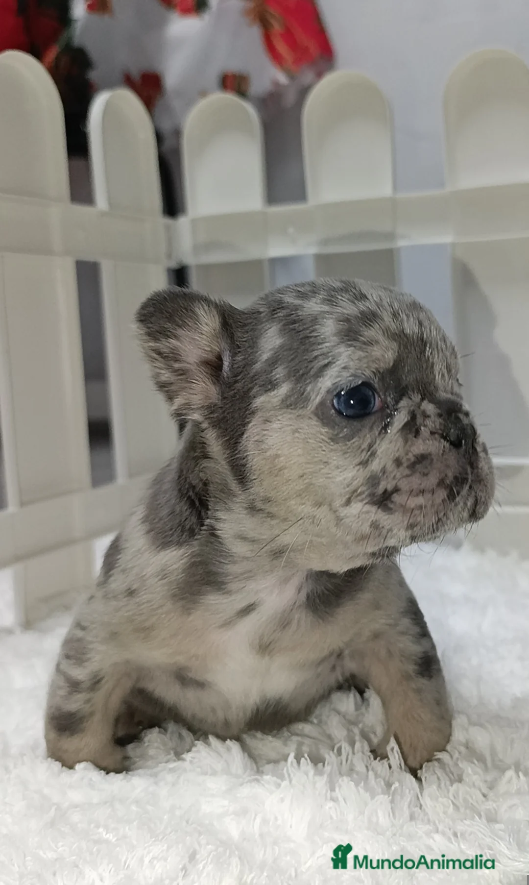 Bulldog Francés perros en venta: Bulldog francés  - Anuncio 5