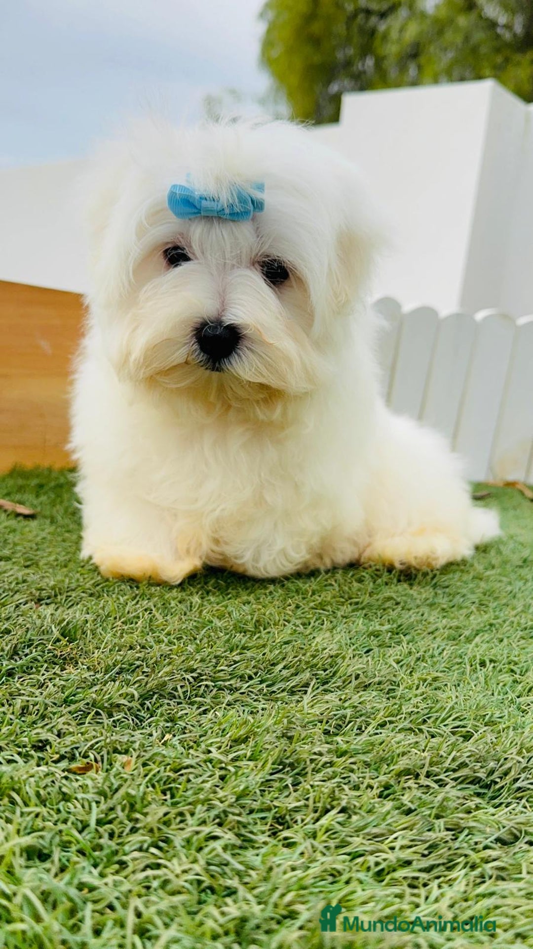 Bichón Maltés perros en venta: BICHON MALTES MACHO - Anuncio 3