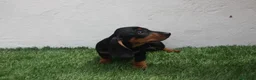 Teckel Miniatura perros en venta: Teckel Miniatura  - Anuncio 24