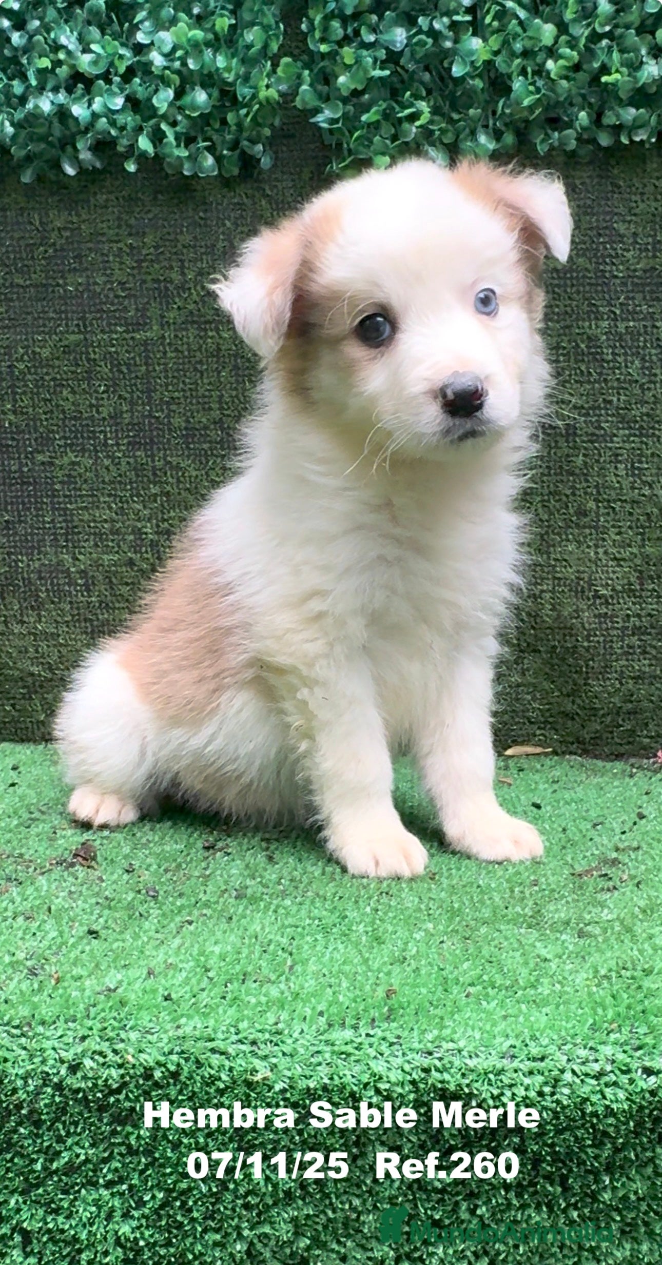 Border Collie perros Border Collie  - Anuncio 1