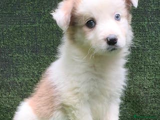 Border Collie perros Border Collie - Anuncio 1