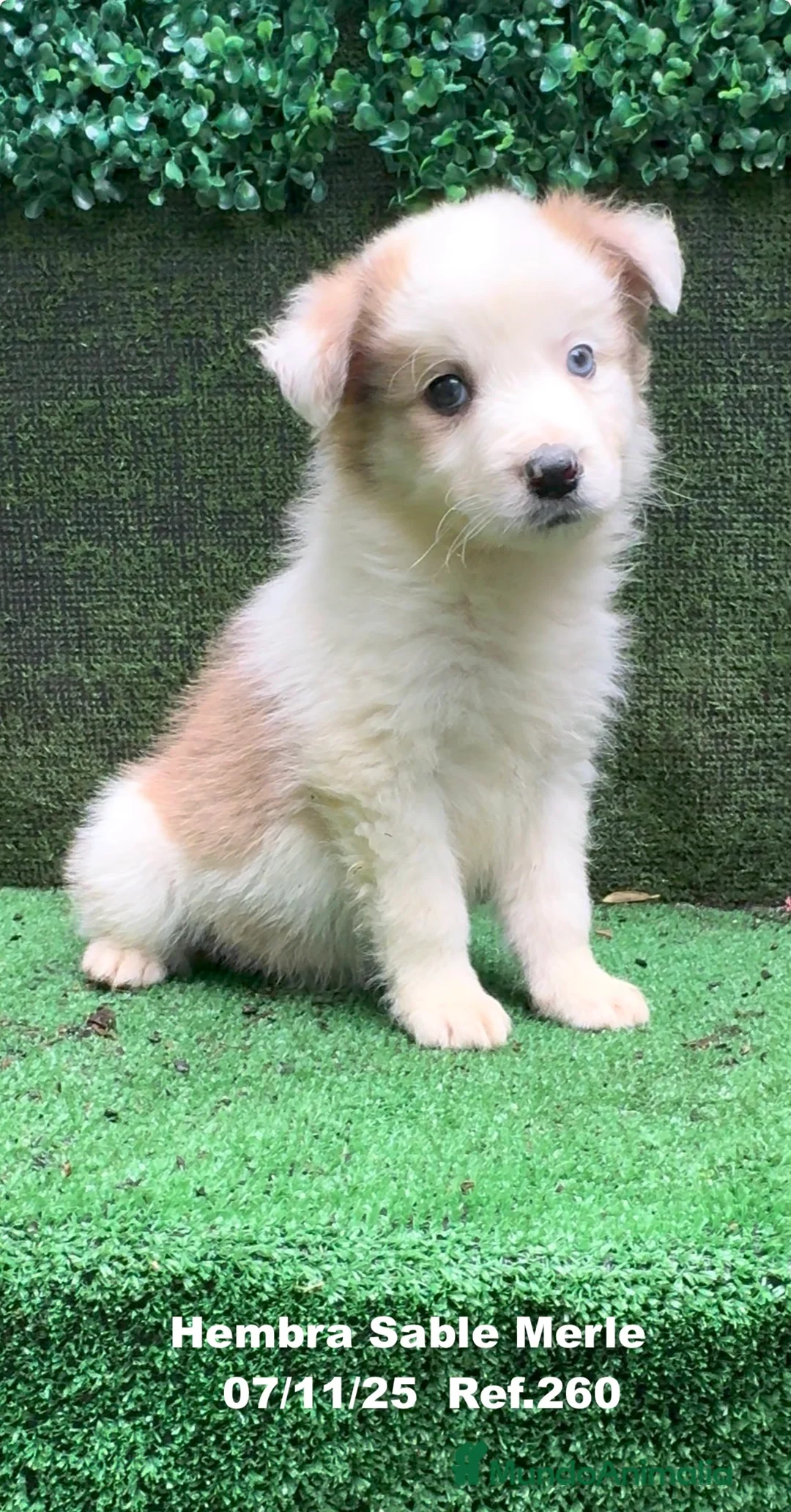 Border Collie perros en venta: Border Collie  - Anuncio 1