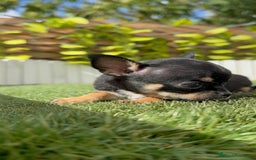 Chihuahua perros en venta: CHIHUAHUA MACHO - Imagen 3