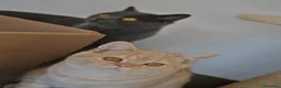 Scottish Straight gatos en venta: Gatos Scottish Straight-Fold  - Anuncio 9