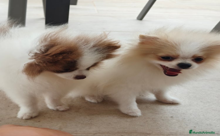 Pomerania perros - Propaganda 3