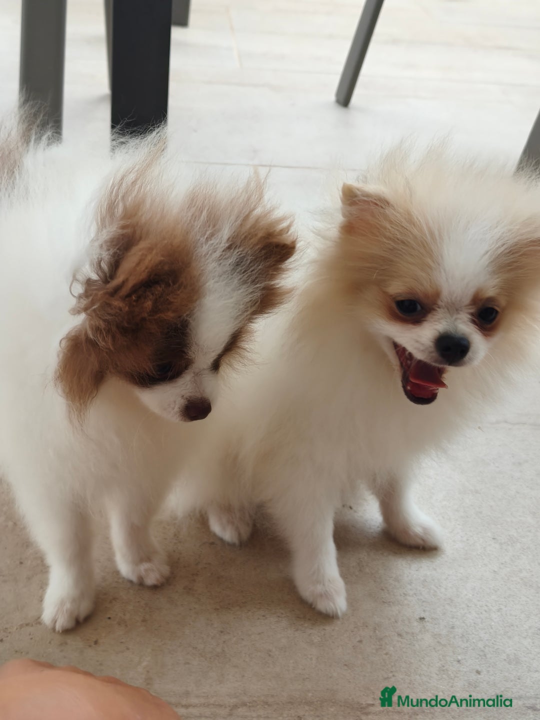 Pomerania perros en venta: Pomerania  - Imagen 1