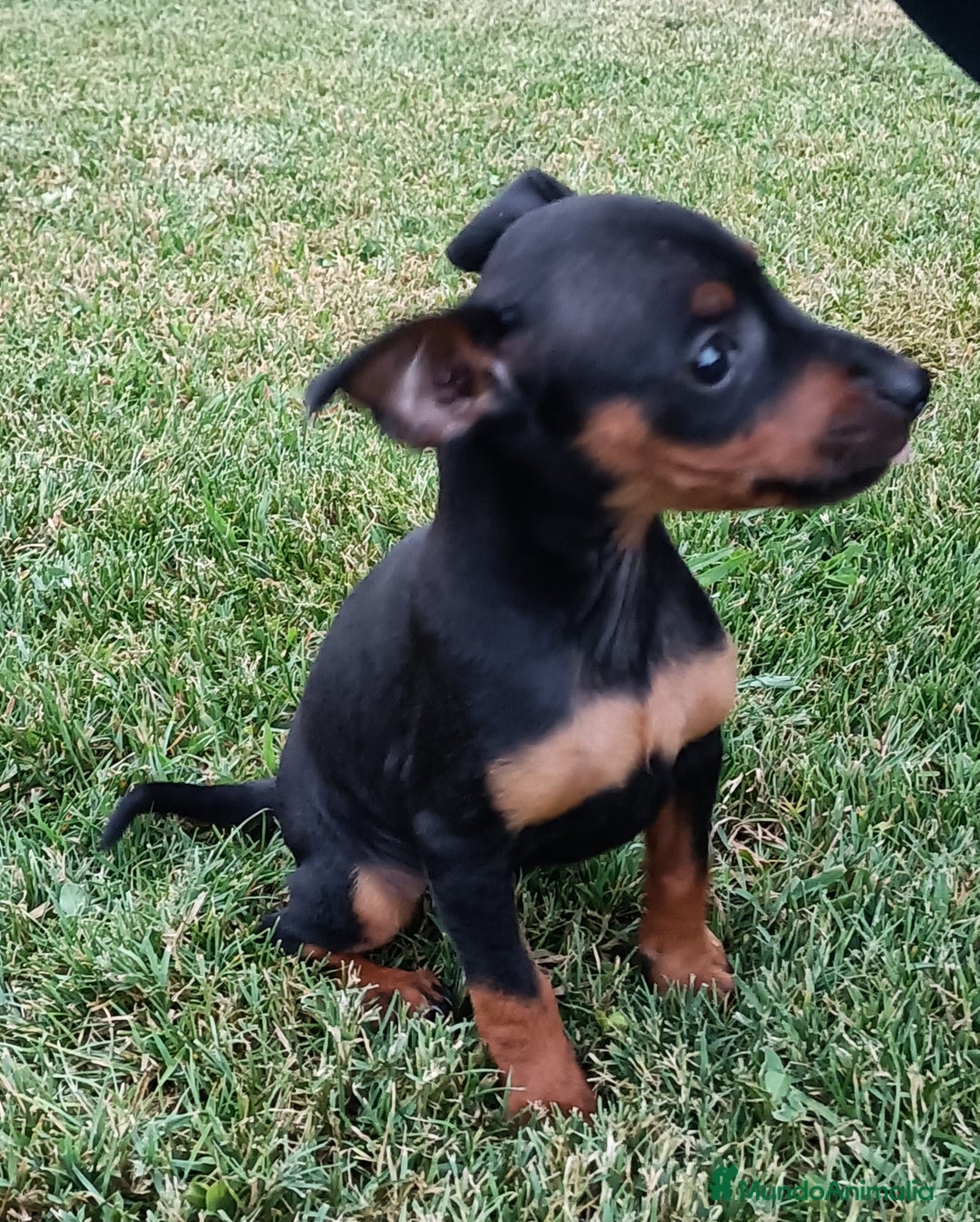 Pinscher Miniatura perros en venta: Pinscher Miniatura  - Imagen 10