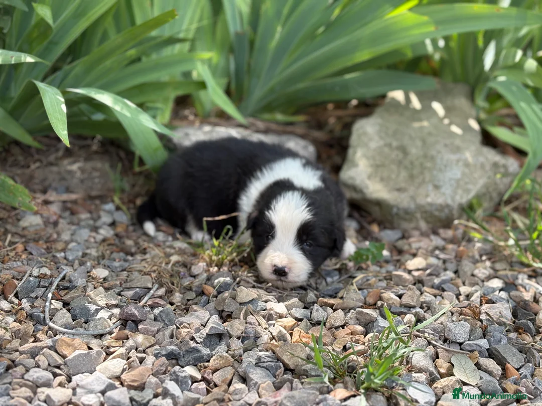 Border Collie perros en venta: 🐾 Border Collie tranquilos y equilibrados 🐾 - Anuncio 2