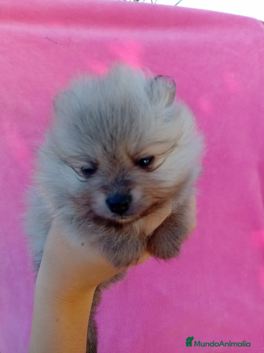 Pomerania perros en venta: Lulú de pomerania precio real - Anuncio 11