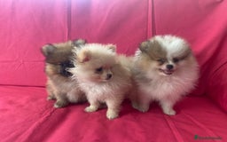 Pomerania perros en venta: CACHORROS DE POMERANIA  - Imagen 2