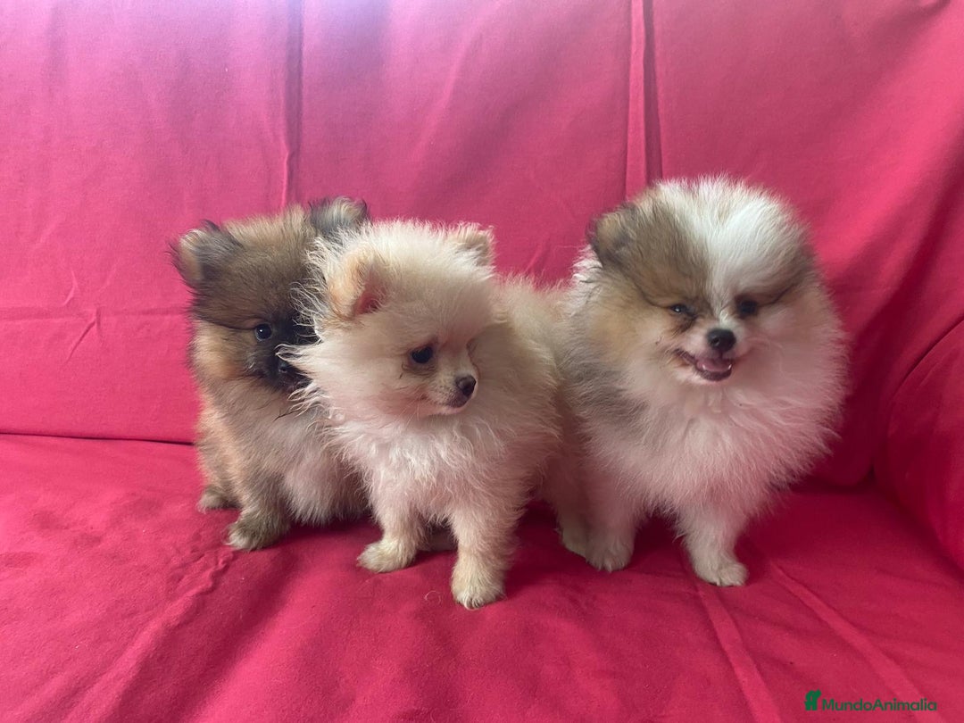 Pomerania perros en venta: CACHORROS DE POMERANIA  - Imagen 2