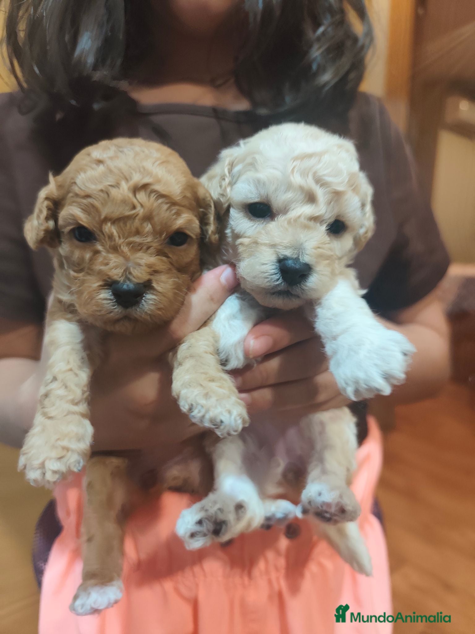 Caniche Toy perros Nueva camada Prao Toro  - Anuncio 17