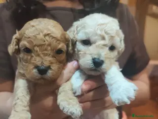 Caniche Toy perros Nueva camada Prao Toro - Anuncio 1