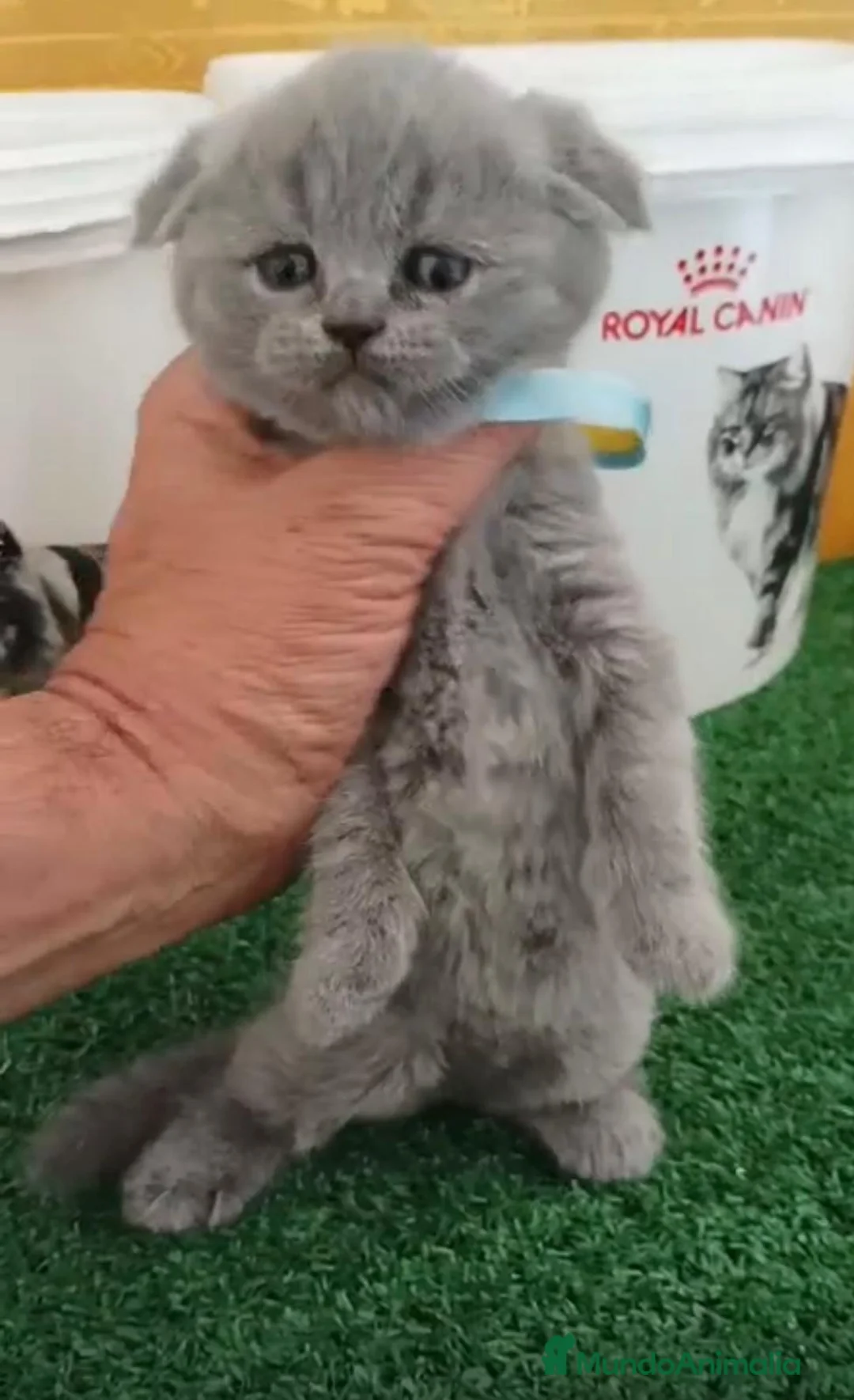 Scottish Fold gatos en venta: Scotish Fold Blue - Anuncio 1