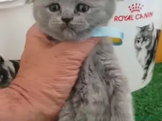 Scottish Fold gatos Scotish Fold Blue - Anuncio 3