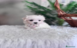 Bichón Maltés perros en venta: BICHON MALTES HEMBRA - Imagen 15