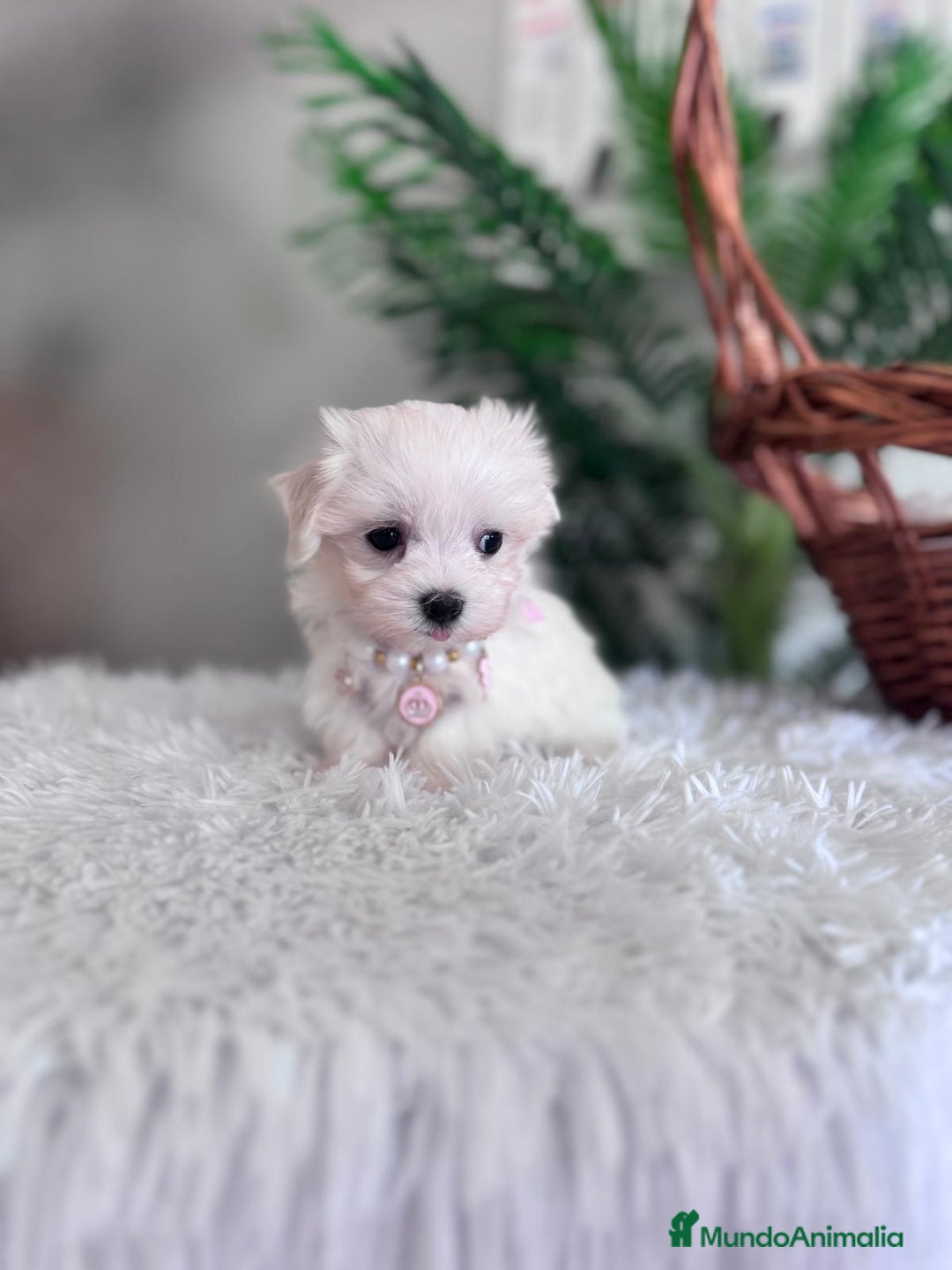 Bichón Maltés perros en venta: BICHON MALTES HEMBRA - Imagen 15