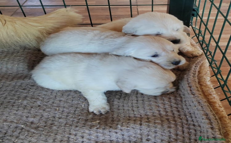 Golden Retriever perros - Anuncio 1