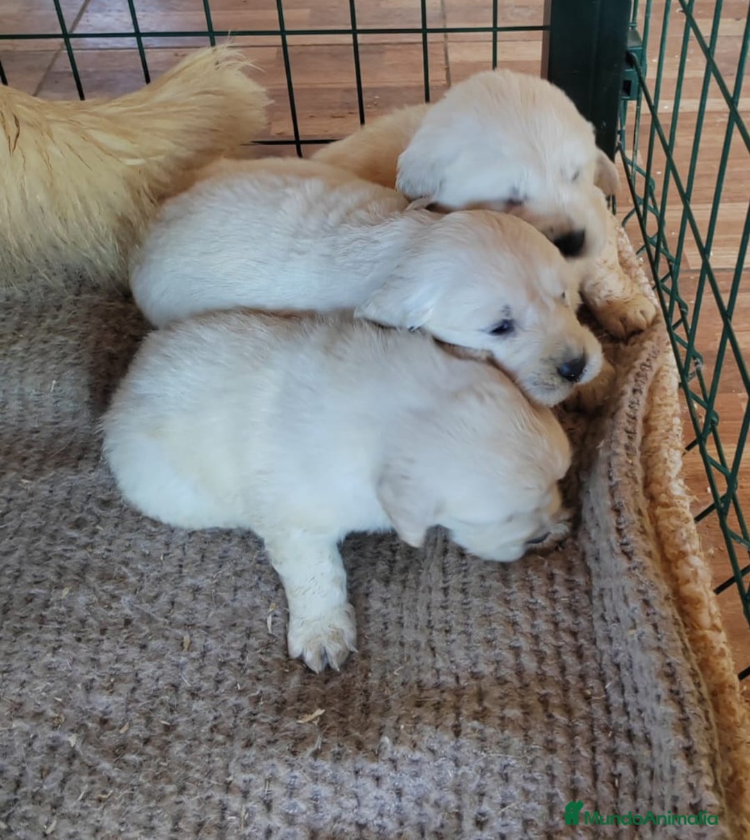 Golden Retriever perros en venta: Reservas Abiertas para Nueva Camada - Imagen 1