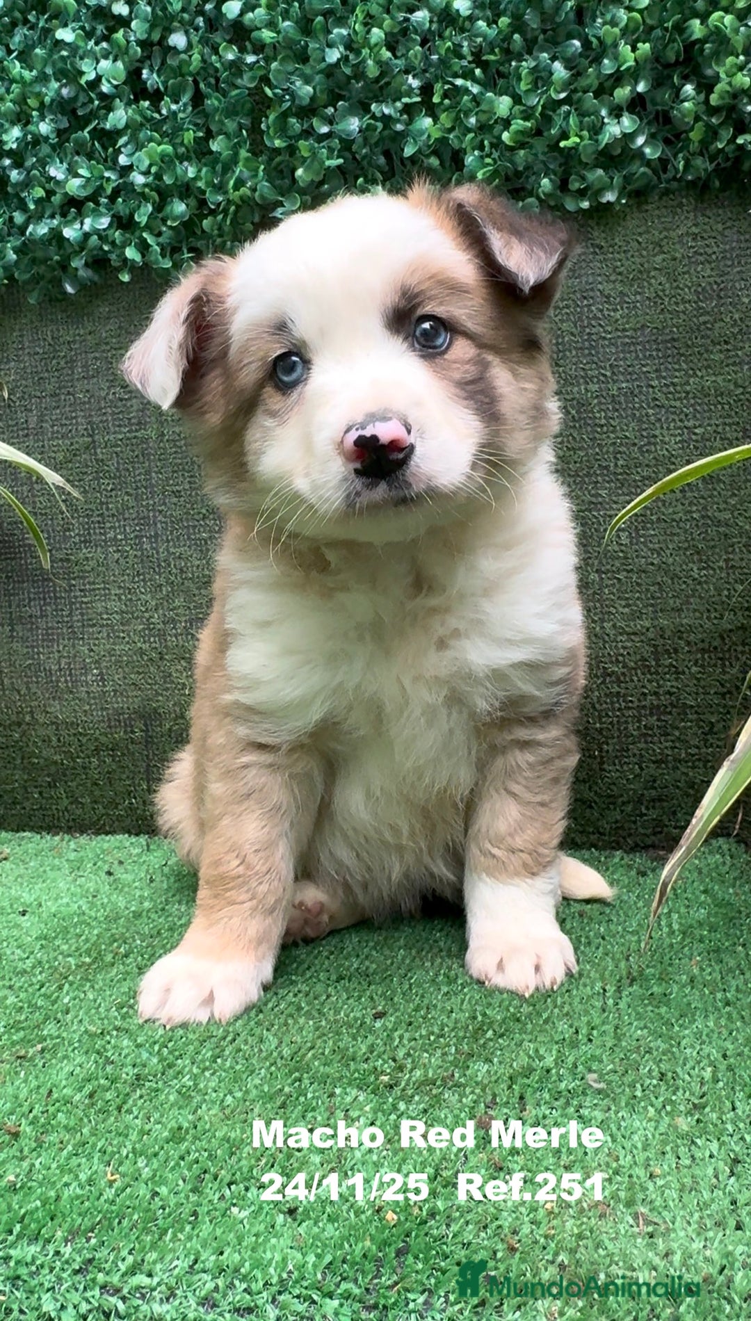 Border Collie perros en venta: BORDER COLLIE red merle - Anuncio 1