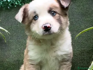 Border Collie perros BORDER COLLIE red merle - Anuncio 32