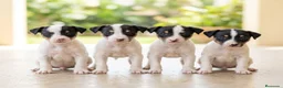 Ratonero Bodeguero Andaluz perros en venta: Disponible Bodeguero Andaluz de calidad  - Anuncio 7