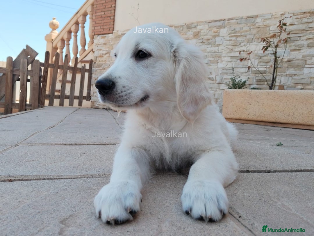 Golden Retriever perros en venta: Golden retriever  en Madrid - Imagen 3