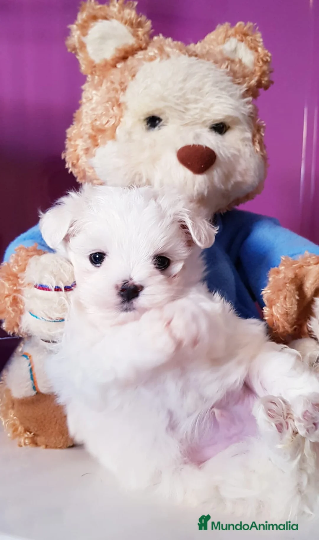 Bichón Maltés perros en venta: Cachorros Bichón Maltés en Barcelona - Anuncio 5