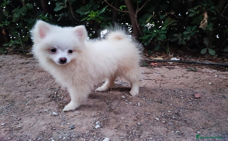 Pomerania perros - Anuncio 9