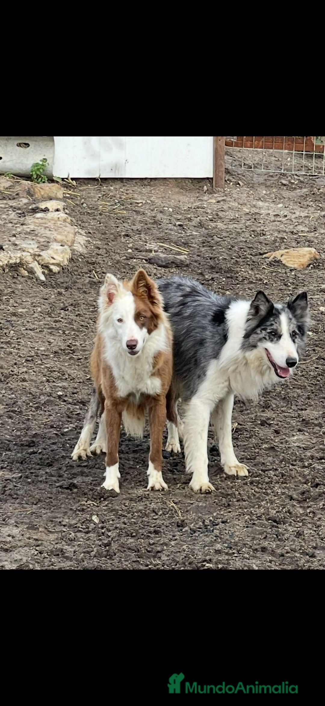 Border Collie perros en venta: Últimos cachorros de Boder collie!! - Anuncio 12