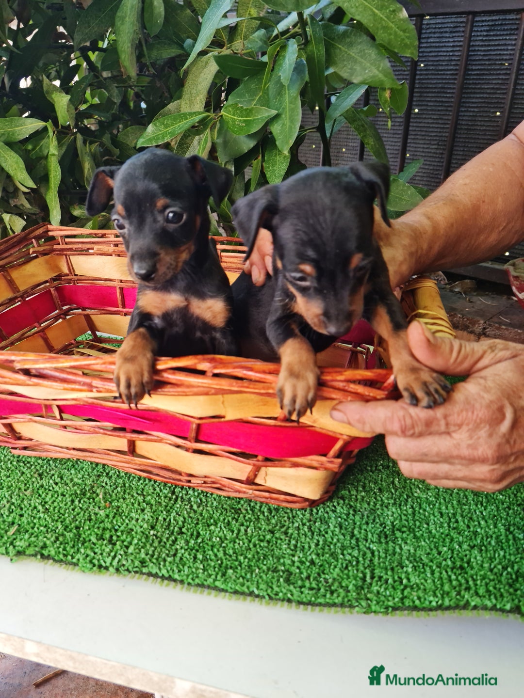 Ratón de Praga perros en venta: Raton de praga - Imagen 3