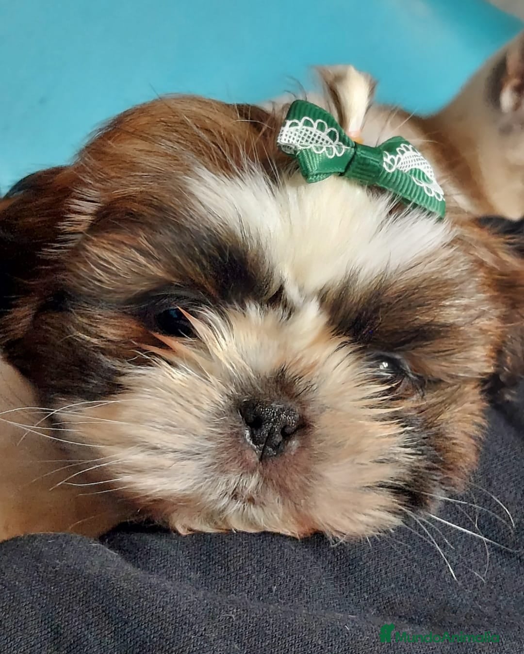 Shih Tzu perros en venta: Shih tzu - Imagen 8