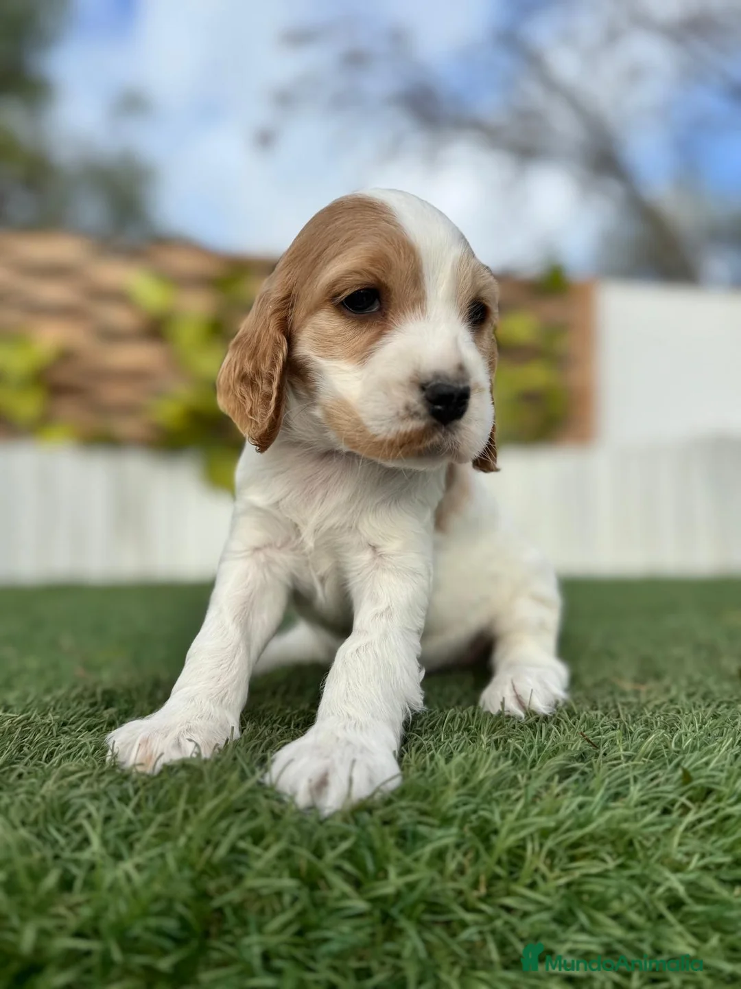 Cocker Spaniel Inglés perros en venta: COCKER HEMBRA - Anuncio 11