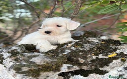 Schnauzer Miniatura perros en venta: Schnauzer Miniatura hembra blanca  - Imagen 4